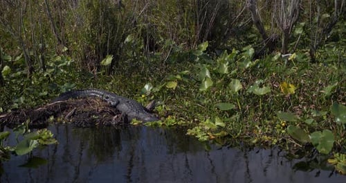 De perto, jacaré dormindo em Everglades Swamp Alligator