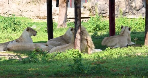 Lions Resting on Grass in Zoo Enclosure