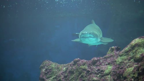 Shark in sea