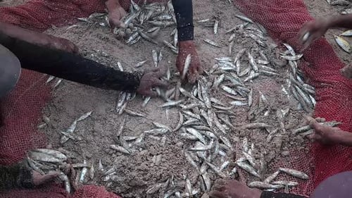 Indischer Fischer sortiert Fische im Netz