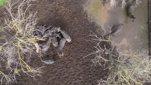 Herd of Buffalo Resting on Dry Earth in a Rural Landscape During Late Afternoon Aerial View