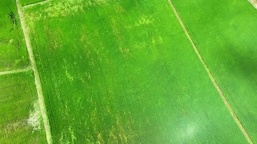 Aerial view of lush green rice fields. 4K.