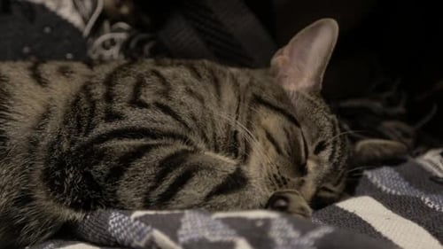 A Beautiful Domestic Cat Sleeping On A Blanket - Close Up Shot