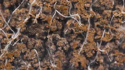 Plant Root Timelapse