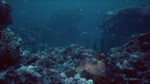 Sea or Ocean Underwater Coral Reef
