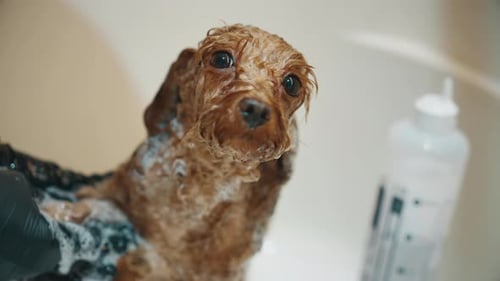 Cute Dog Getting a Soapy Bath at Home