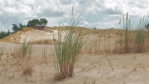 Grass on the dunes in Polish coast on windy, cloudy day. Static, handheld but stable take.