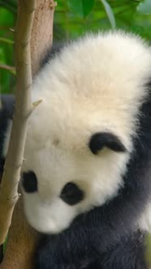 Adorable Baby Panda Resting in a Tree