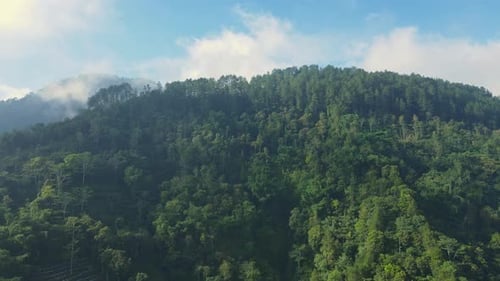 Aerial view of green forest in a rural landscape. Drone flying over tree tops. Green rainforest of I
