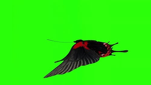 Exotic butterfly green screen 3d rendering animation