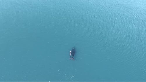 Whales swimming on shallow calm waters - Aerial wide shot slowmotion