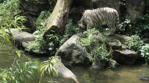 Couple White Tigers Resting in the Jungle