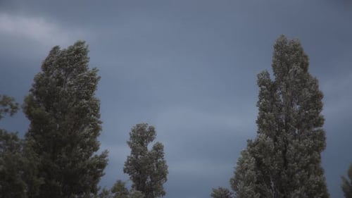 Evergreen Trees Against Cloudy Sky