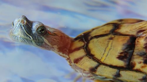 Die Schnauze Die Augen einer Schildkröte im Wasser Die Trachemys Scripta schwimmt davon