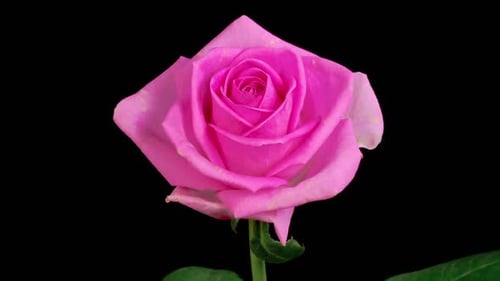 Zeitraffer der Eröffnung von Pink Rose