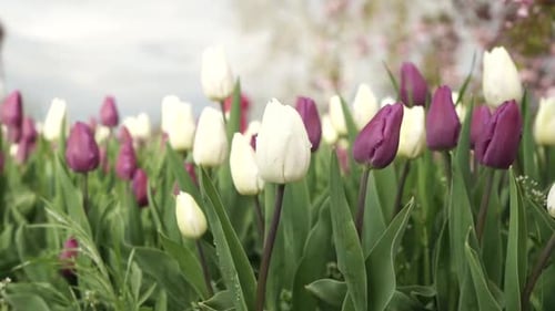 blooming tulips on green grass