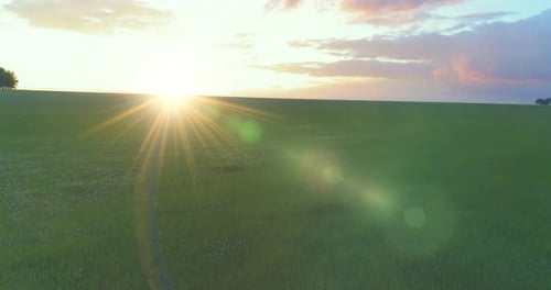 UHD Aerial View Low Flight Above Rural Summer Landscape with Endless Green Field at Sunny Summer
