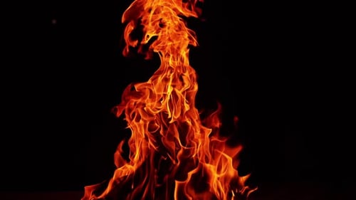 Big campfire burning at night. Isolated bonfire at black backdrop. Long flame stretching up high.