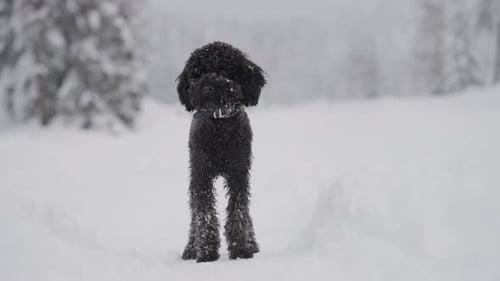 Black Dog Standing in the Snow During Winter