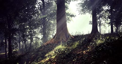 Sunlight Filters Through Trees in a Serene Forest Setting During Early Morning
