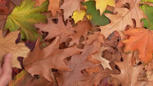 Colorful Display of Autumn Leaves Moved by Hand