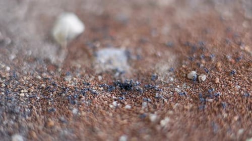 Little Black Ants Family