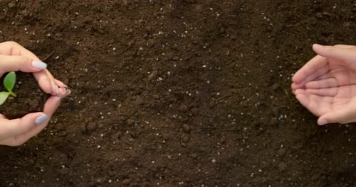 Close Up of Mother's Hands Putting in Kid's Hands Little Green Sprout with Soil