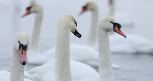 White swans eat near the shore, swim swim in the lake. Army of swans gathered together to feed, one