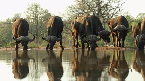 Imagen panorámica de un grupo de búfalos machos del Cabo parados y bebiendo en un pozo de agua.