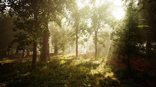 Panoramic View of the Majestic Evergreen Forest in a Morning Fog