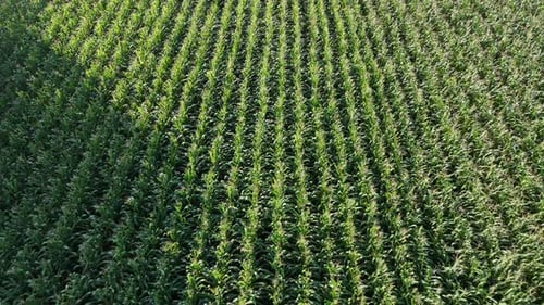 Green scenery from top of corn field