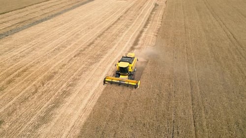 Combine Harvester Rides and Harvests Wheat on Field Agricultural Food Industry Collecting Golden