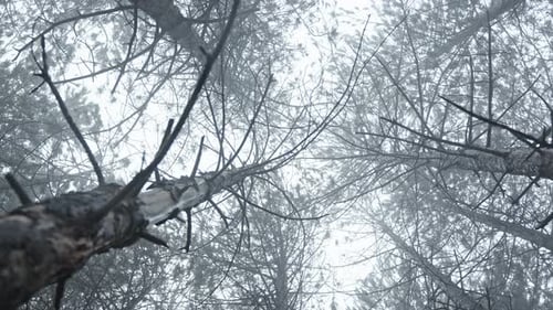 Looking up at tall trees in a foggy forest, creating a mysterious and serene atmosphere