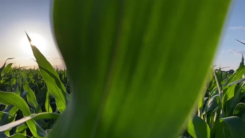 Dolly Camera Reveals Panoramic Beauty of Cornfield in Golden Hour