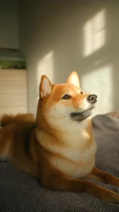 Alert Shiba Inu Dog Lying on a Bed