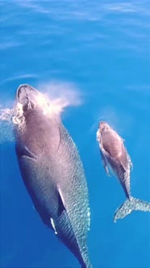 Mother and Calf Whales Swimming in Crystal Blue Ocean