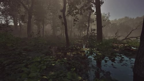 Mystic Foggy Swamp with Trees