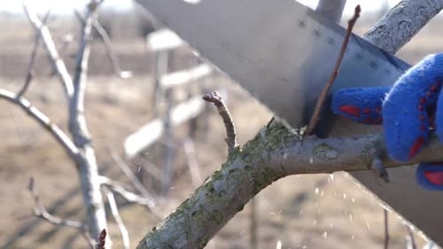 P36. A man cuts the branches of a fruit tree with a saw. Spring work in the garden. Caring for fruit