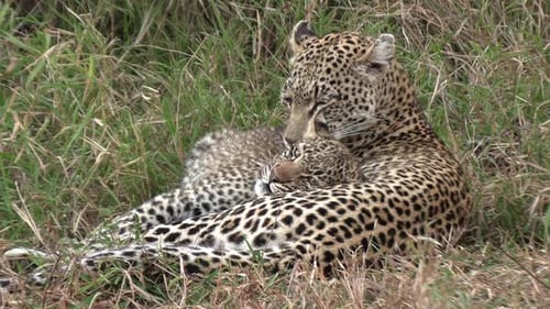 A female leopard affectionately grooming her cub.
