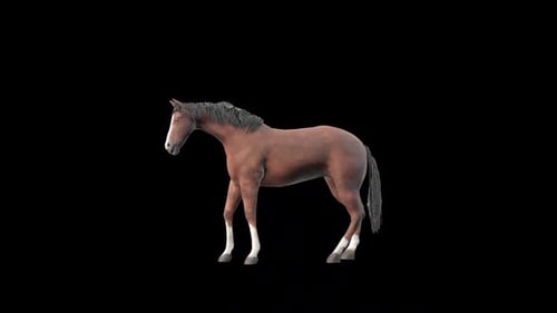 Horse Mounting Rise Idle