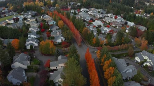 Aerial view of colorful red trees in residential neighborhood in Washington, USA. Rooftops of family