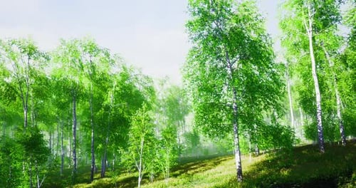 Sunlight Filtering Through Lush Green Trees in a Vibrant Forest During Spring