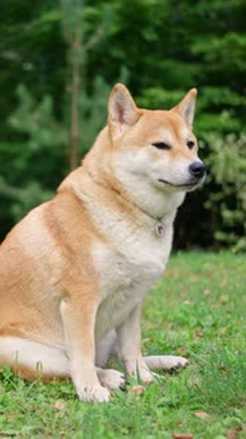 A Cute Shiba Inu Happily Enjoying a Bright Sunny Day on the Lush Green Grass Showcasing Its Playful