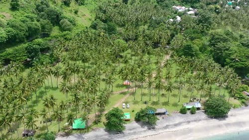 aerial of tropical coconut tree field landscape on Lombok Island