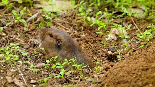 Gopher saindo do buraco para comer.