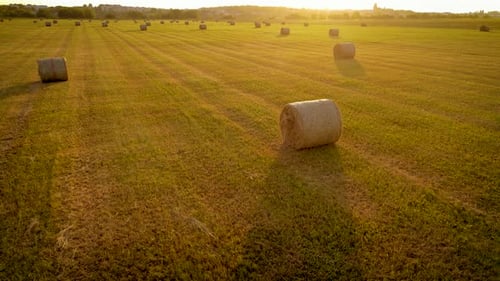Farming in Countryside, Field with Hay Bales at Sunset Dry Grass Cutting