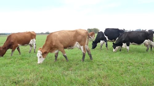 Cows Grazing Peacefully in Green Pasture