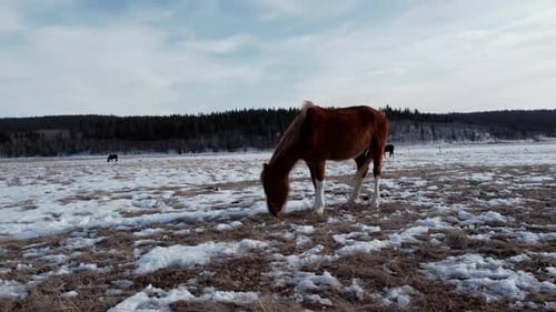 Horse burrowing grazing on the field in winter close-up circled