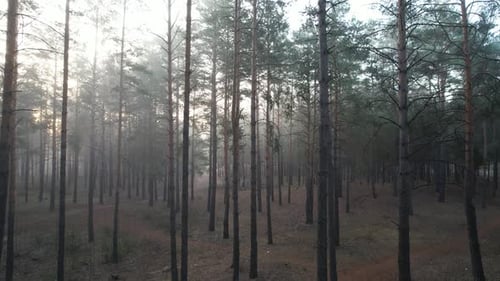 Sun Through Thick Fog In The Forest