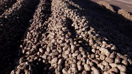 Haufen Zuckerrübenernte auf dem Feld — Drohnenschuss